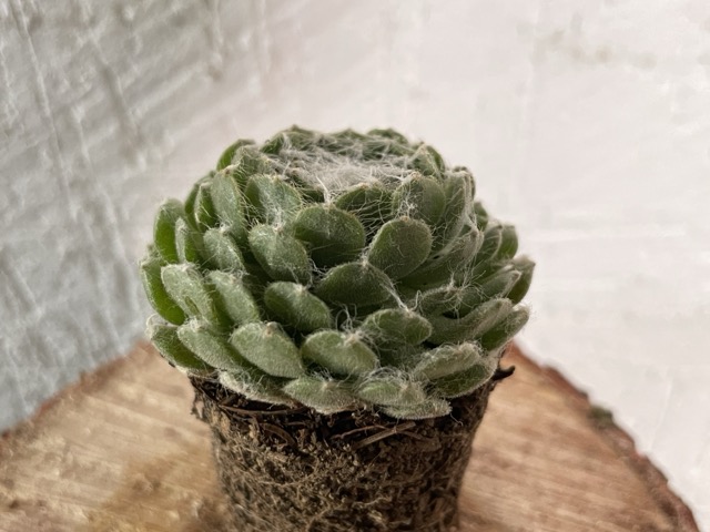 Dalia